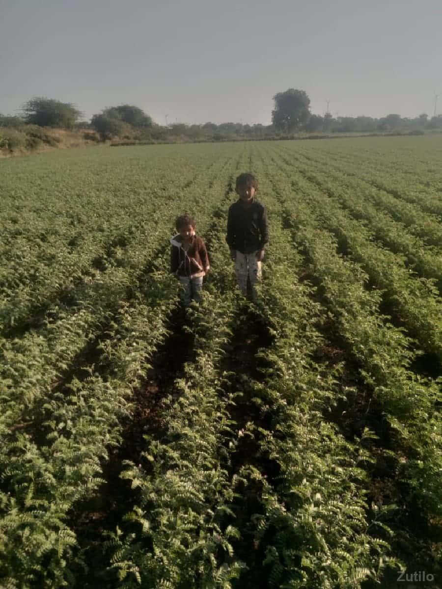 જામીન જામીન