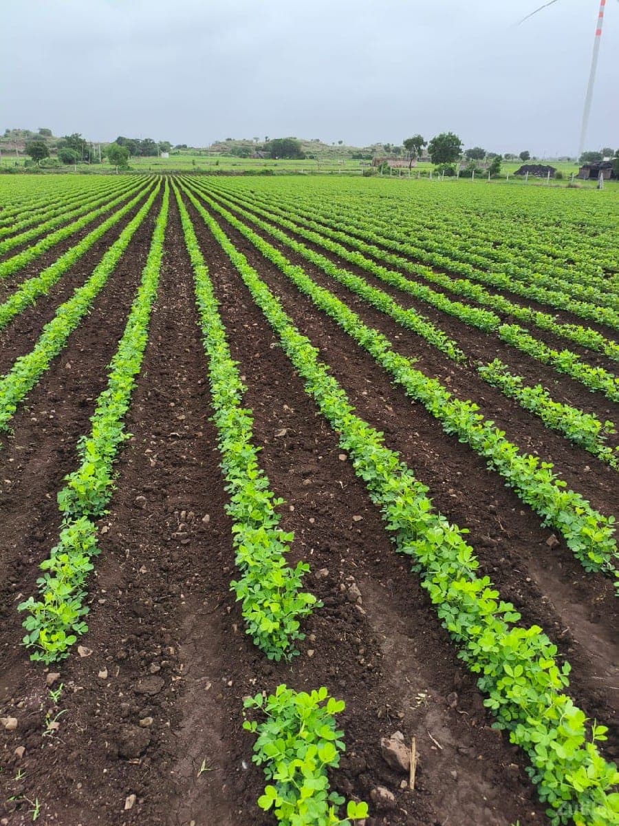 જમીન વેચવાની છે - Land & Plots - Vadodara City - Image 1