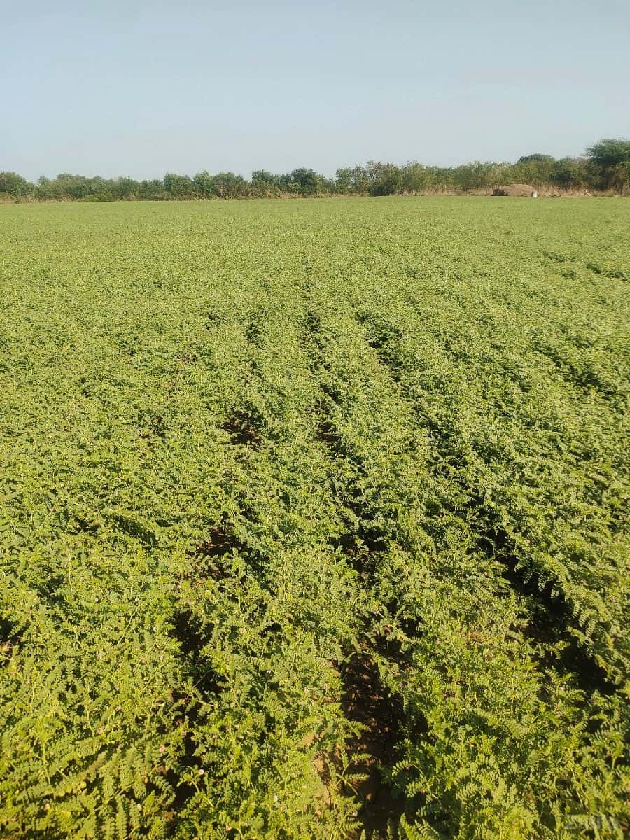 19 વીઘા જમીન ભાવ ઉંચક 2cr 19 વીઘા જમીન ભાવ ઉંચક 2cr