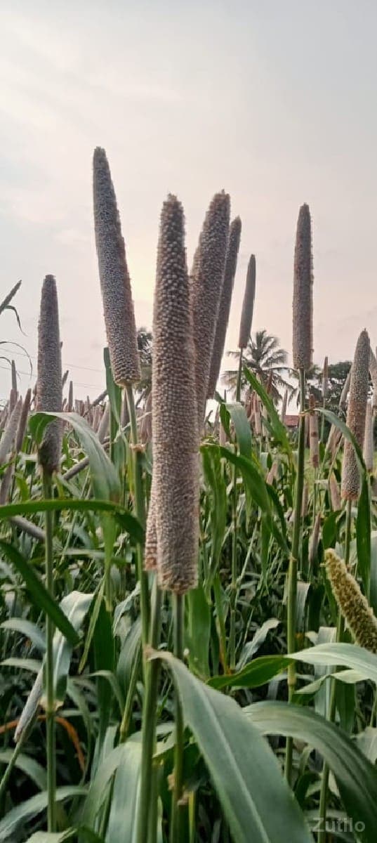 જમીન વેચાણ છે - Land & Plots - Bhanvad - Image 1