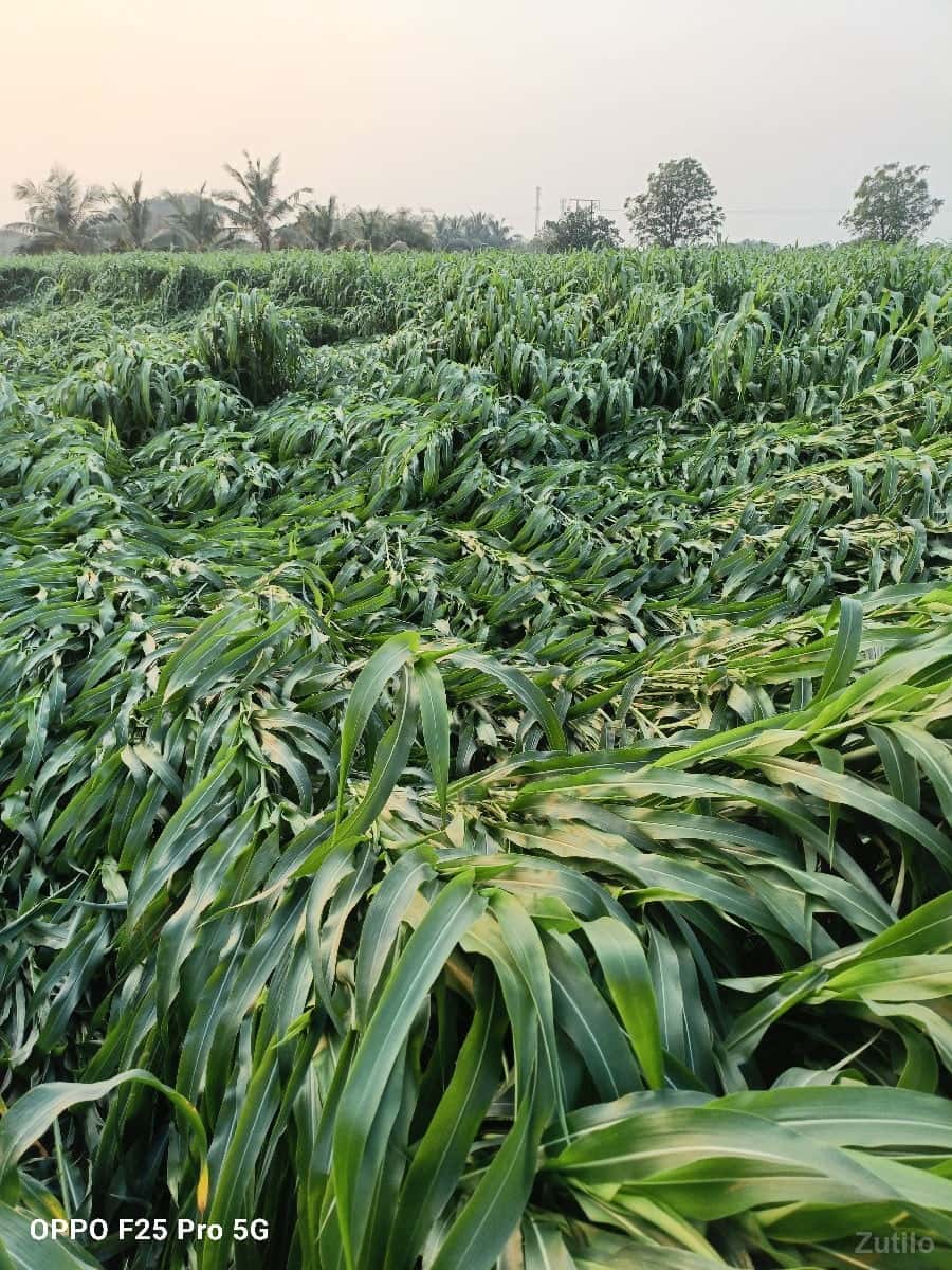 11 વીધા જમીન વેચવાની છે
9999 11 વીધા જમીન વેચવાની છે
9999