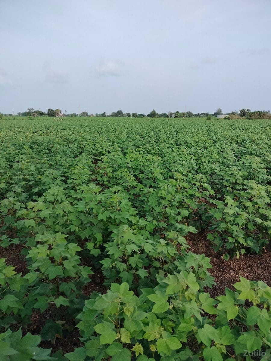 9 vigha pani vari 9 vigha pani vari