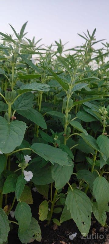 jamin 30 વીઘા બેસવાની છે. - Land & Plots - Dwarka - Image 1