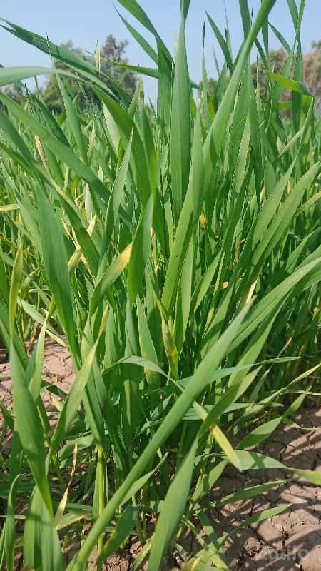 જમીન લે વે છે જમીન લે વે છે