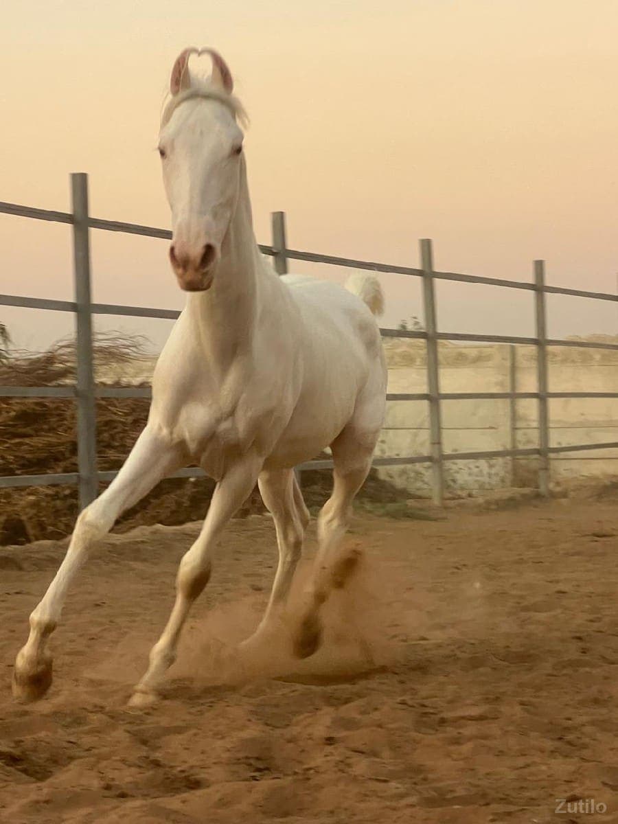 10 મહિનાનો વશેરો