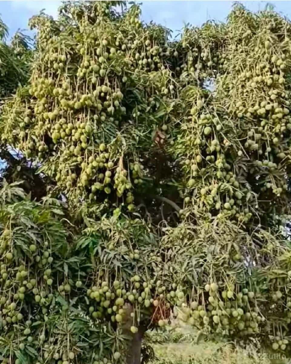 જમીન વેચવી 60 વીઘા જમીન વેચવી 60 વીઘા