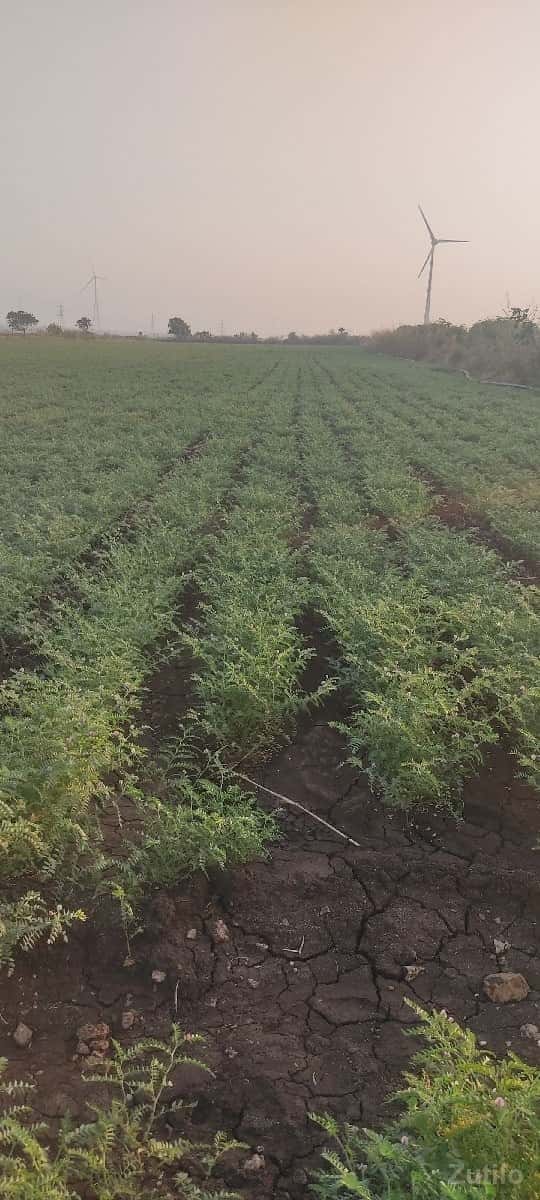 ૧૨.૫ વીઘા ખાતે ૧૨.૫ વીઘા ખાતે