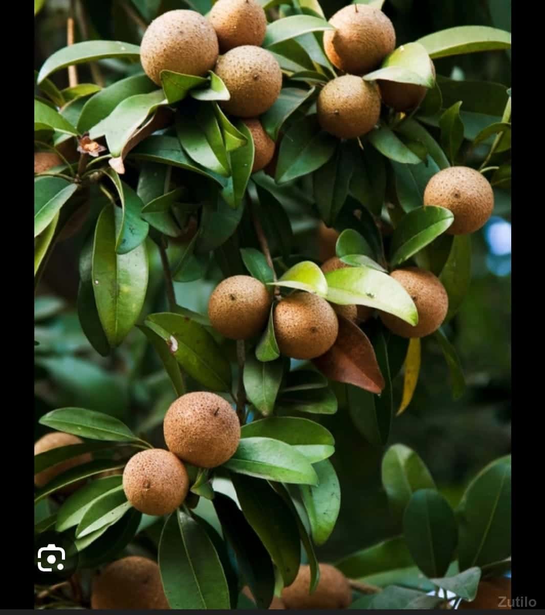 chikoo no bhaga vecha vano che chikoo no bhaga vecha vano che