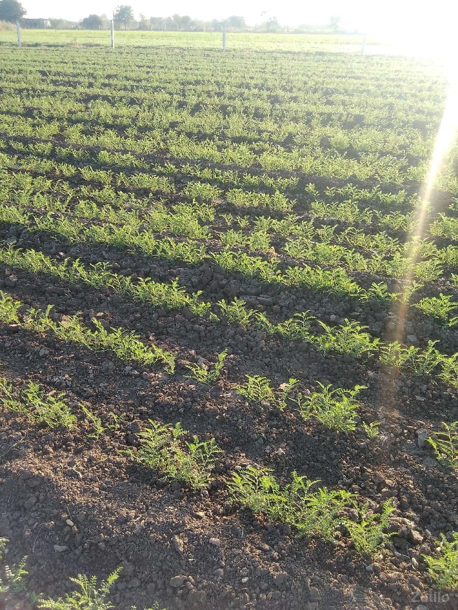 vecvani se vecvani se