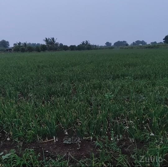 30 વીઘા જમીન વેચવાની છે. - Land & Plots - Somnath - Image 1