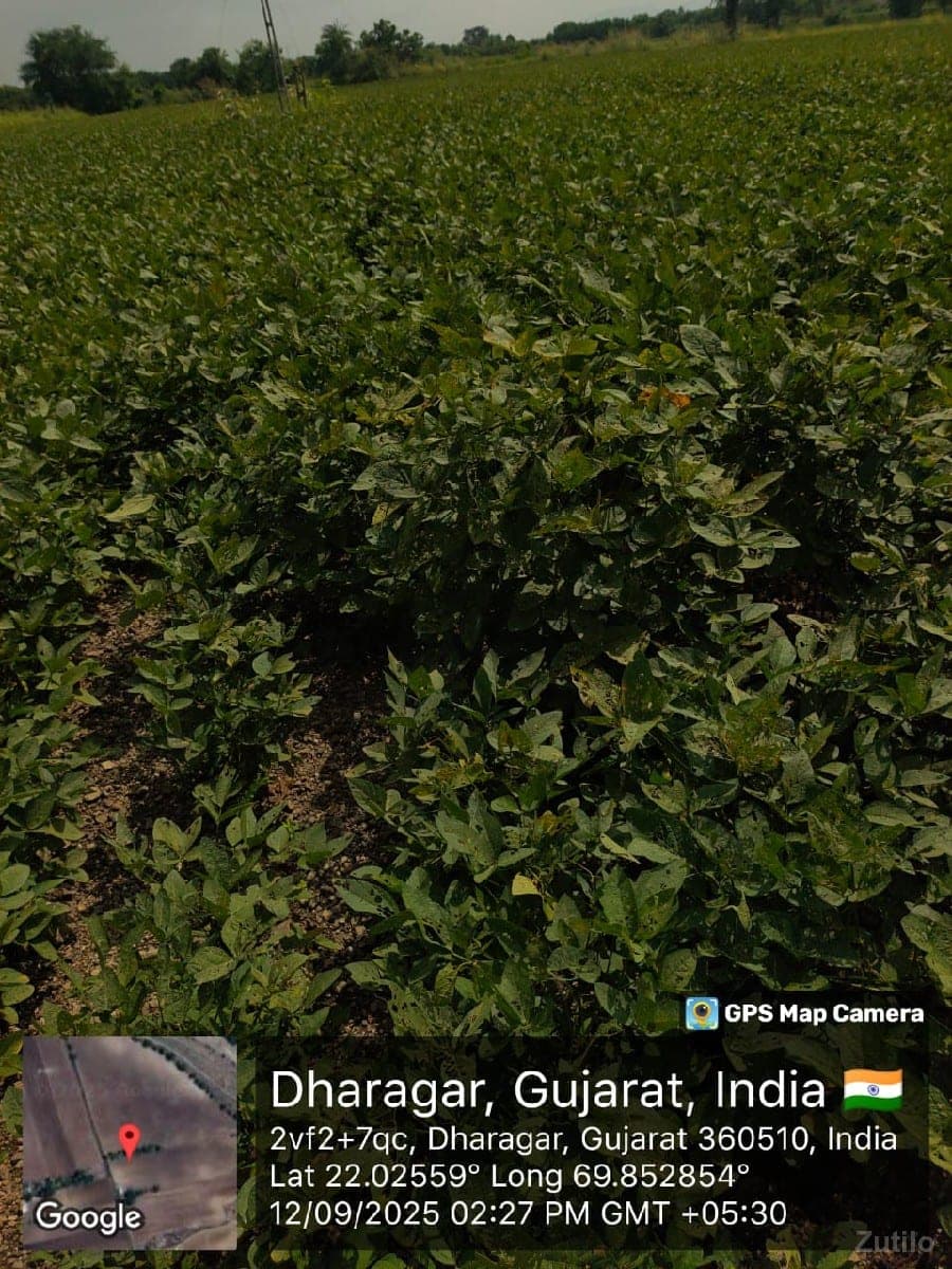 6 વિઘા ને 5 ગુઠા - Land & Plots - Bhanvad - Image 1
