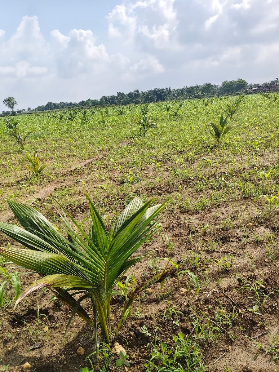 5.5 વિઘા જમીન વેચવાની છે - Land & Plots - Somnath - Image 1