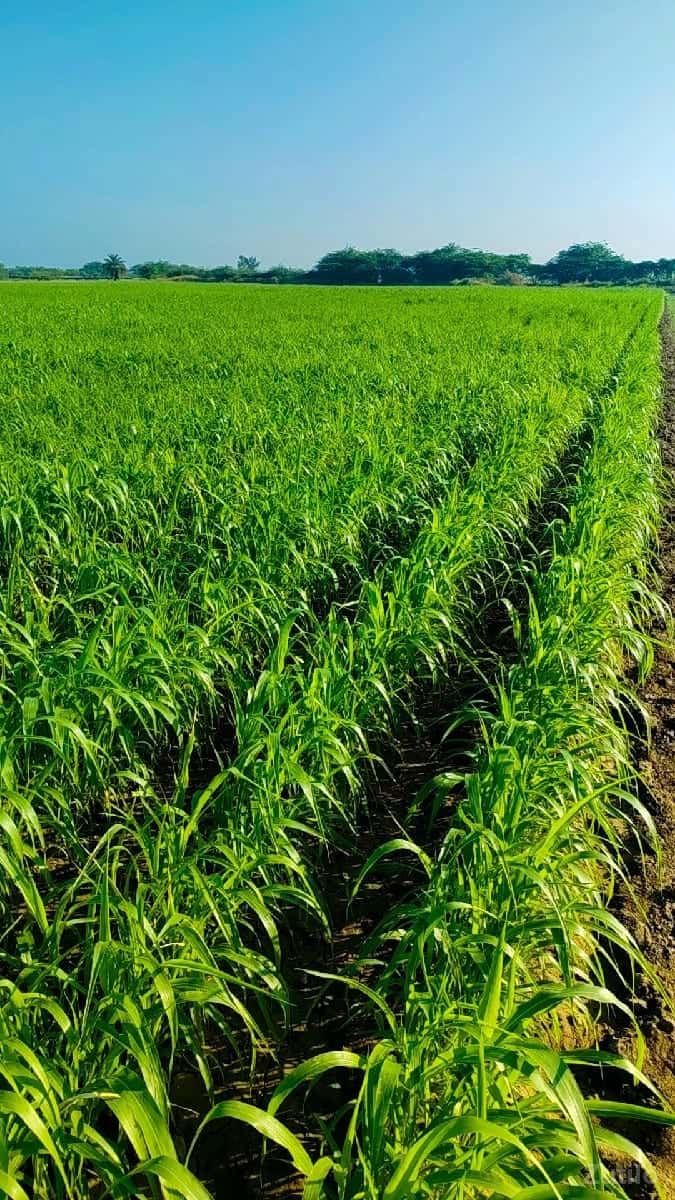 ૪૪ vigha jmin vesva ni see ૪૪ vigha jmin vesva ni see