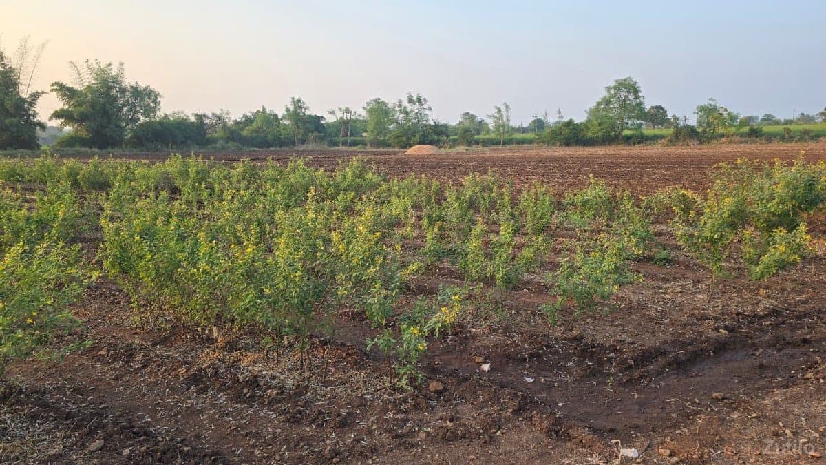 ભાણવડ થી નાવગામ થી ગુંદા - Land & Plots - Bhanvad - Image 1