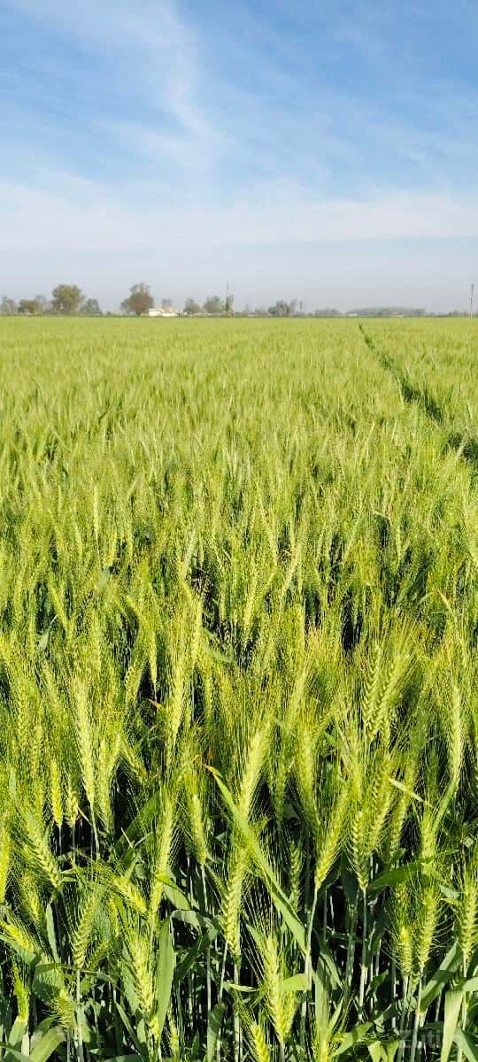 જમીન લેવા તેમજ દેવા માટે જમીન લેવા તેમજ દેવા માટે