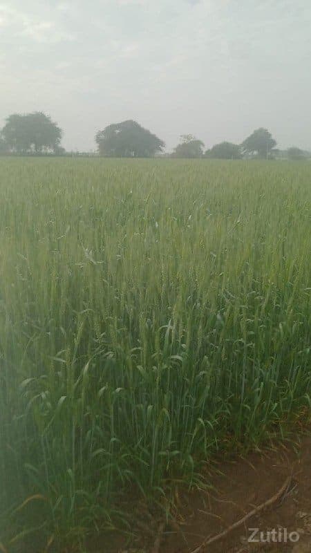 ખેતિનિ જમિન વેચવાનિ છે. - Land & Plots - Upleta - Image 1