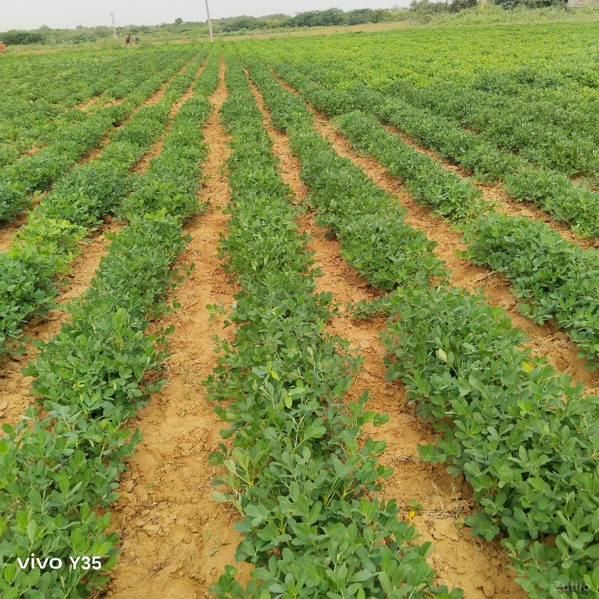 નારિયલ નો બગીચો - જમીન અને પ્લોટ - દ્વારકા - Image 1