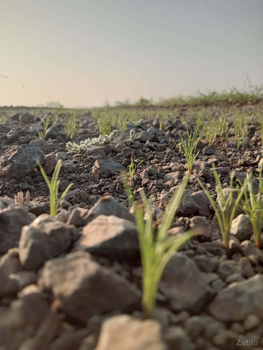 ૧૫ વીઘા છે ૧૫ વીઘા છે