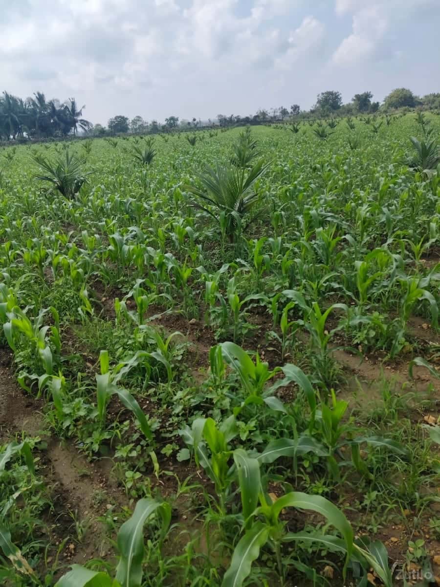 ખાતેદાર રેવા માટે જમીન વેચવાની છે ખાતેદાર રેવા માટે જમીન વેચવાની છે