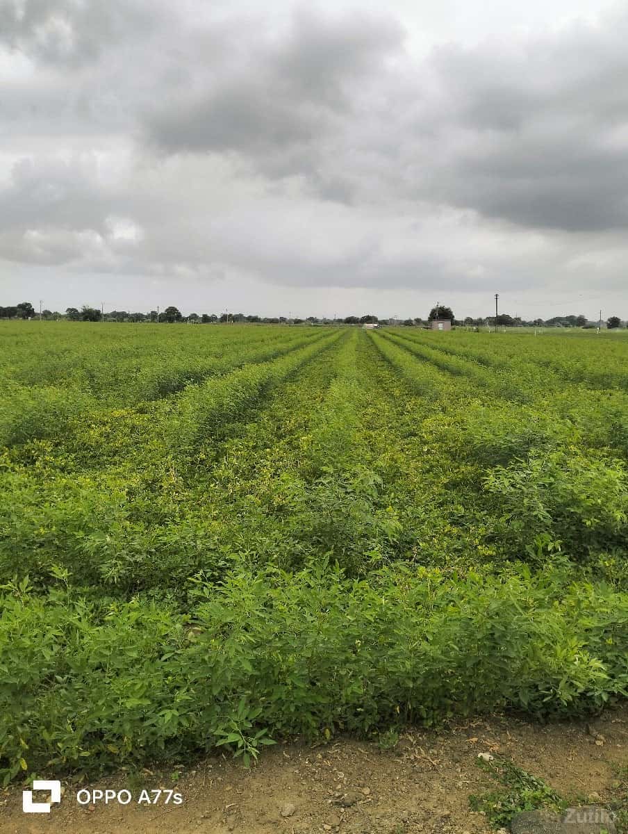 જતીન ભાઇ જમીન વેચવાની છે જતીન ભાઇ જમીન વેચવાની છે