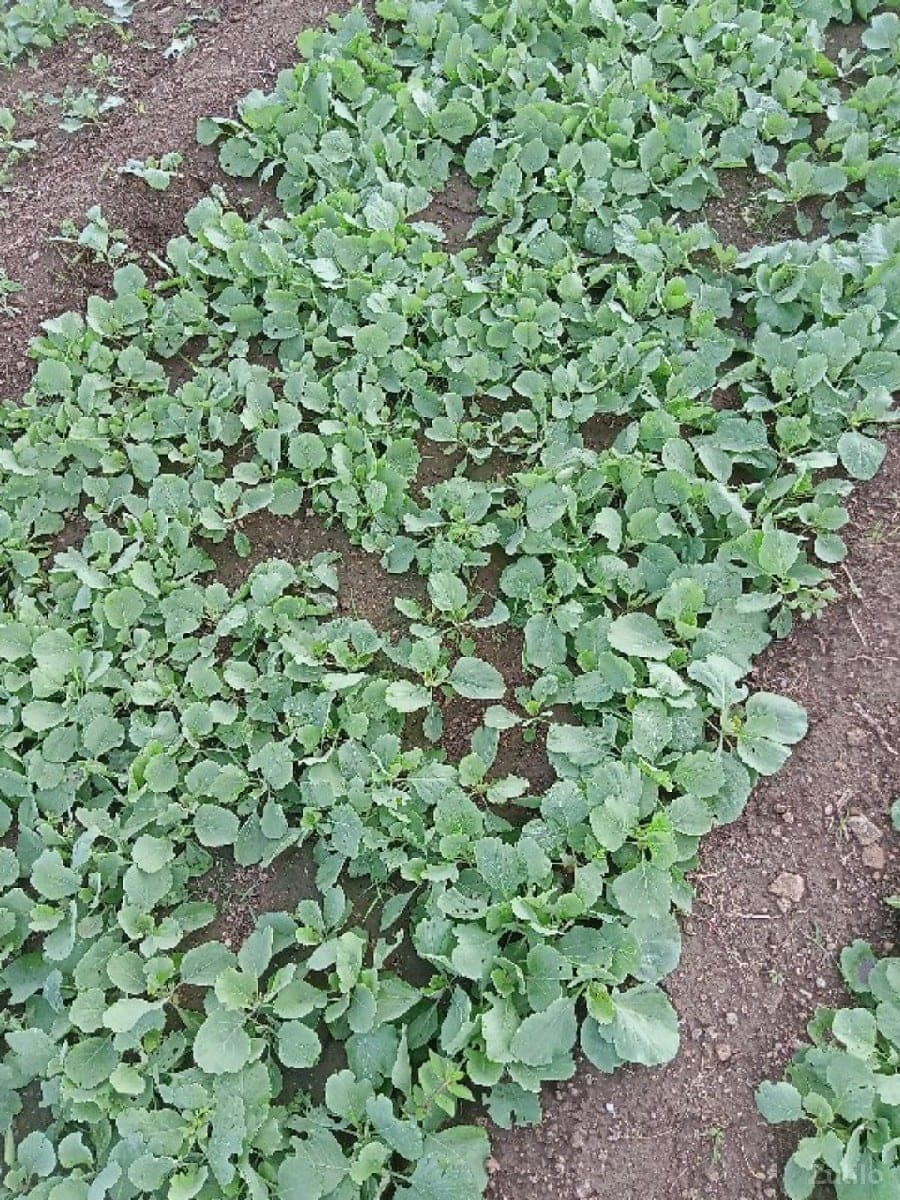 જમીન લેવા માટે મળો - Land & Plots - Upleta - Image 1