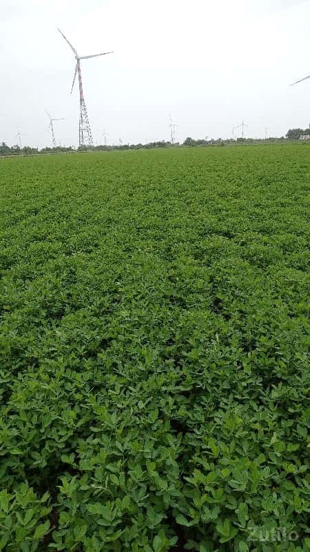 કુછડી રૉડ ટશ જમીન વૅશવાની શૅ 26વીધા કુછડી રૉડ ટશ જમીન વૅશવાની શૅ 26વીધા