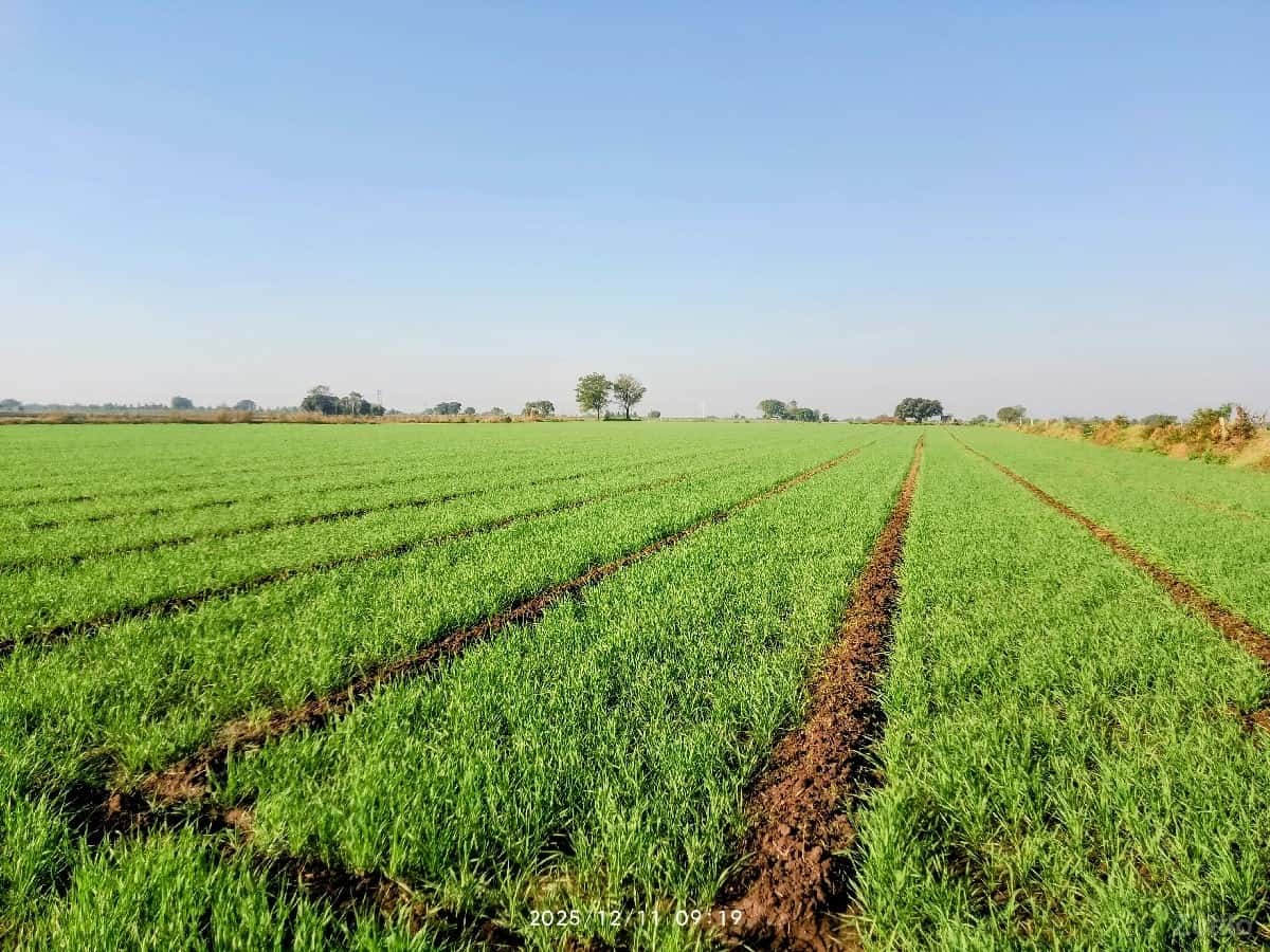 જમીન વેચવાની છે જમીન વેચવાની છે