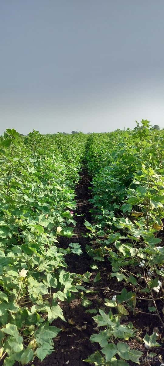 Jameen bechwani chhe Jameen bechwani chhe