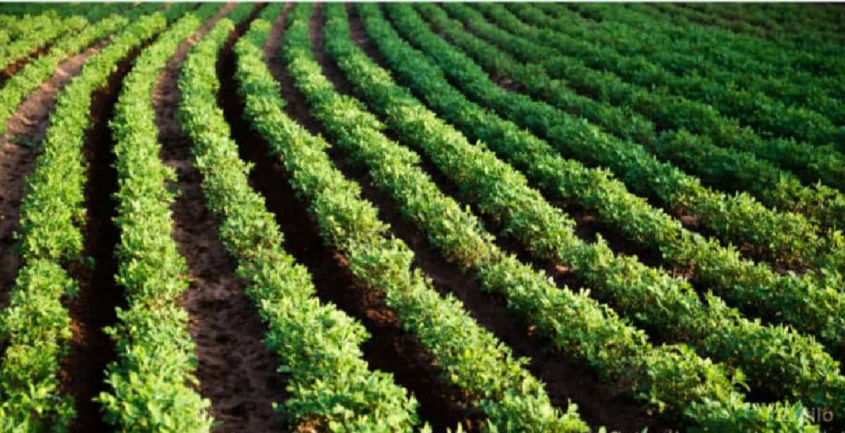 જમીન 62 વેચવા ની છે જમીન 62 વેચવા ની છે