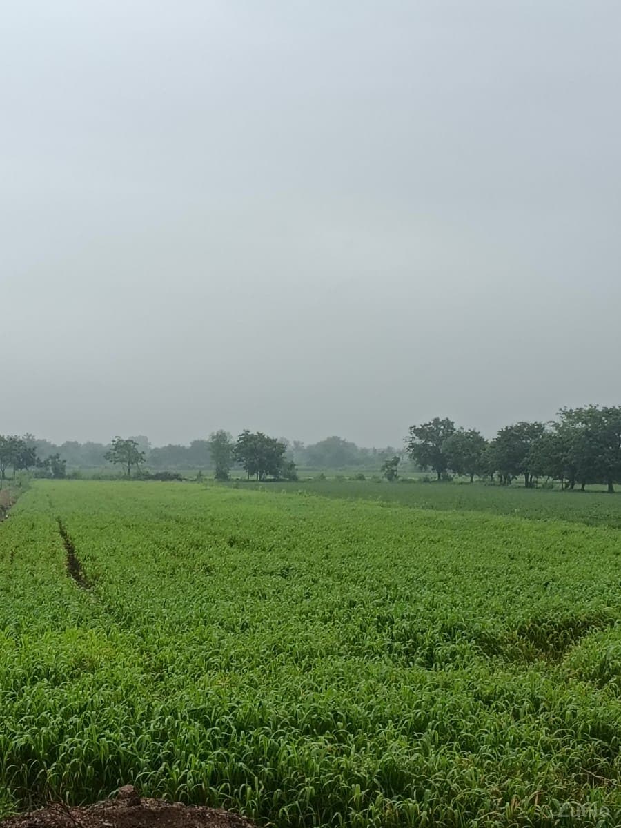 વેચવાની છે - Land & Plots - Ranavav - Image 1