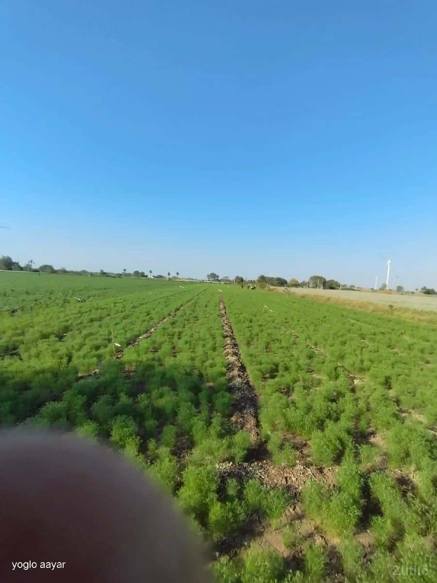 gunda jamen vechvane he gunda jamen vechvane he