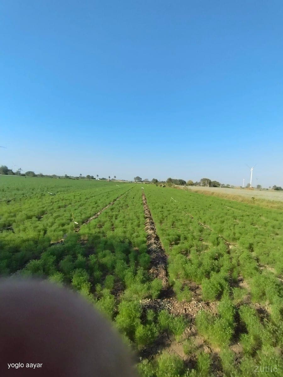 gunda jamen vechvane he - Land & Plots - Bhanvad - Image 1