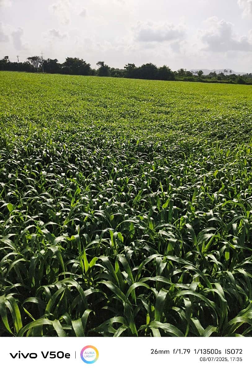 khetar vechvanu che khetar vechvanu che