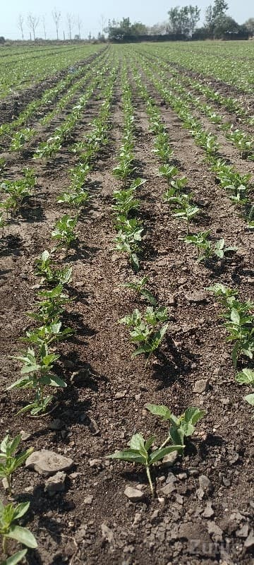 18 વીઘા હેલાબેલી ક - Land & Plots - Kutiyana - Image 1