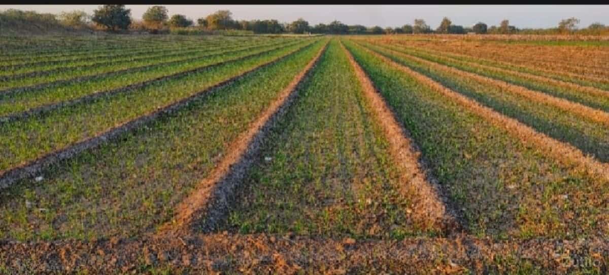 ખેતી ની જમીન વેચવા ની છે ખેતી ની જમીન વેચવા ની છે