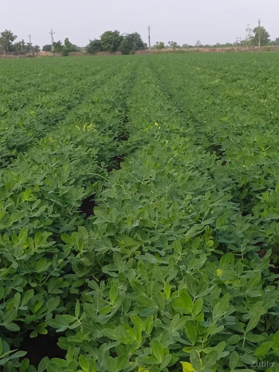 જમીન વેચવાની છે - Land & Plots - Upleta - Image 1