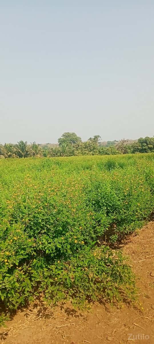 જમીન જમીન