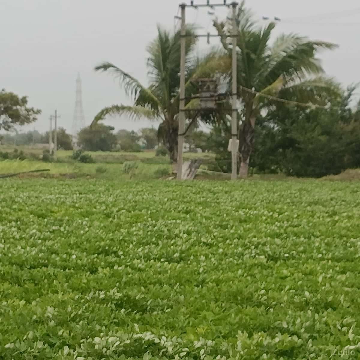 jamin vechavani se jamin vechavani se