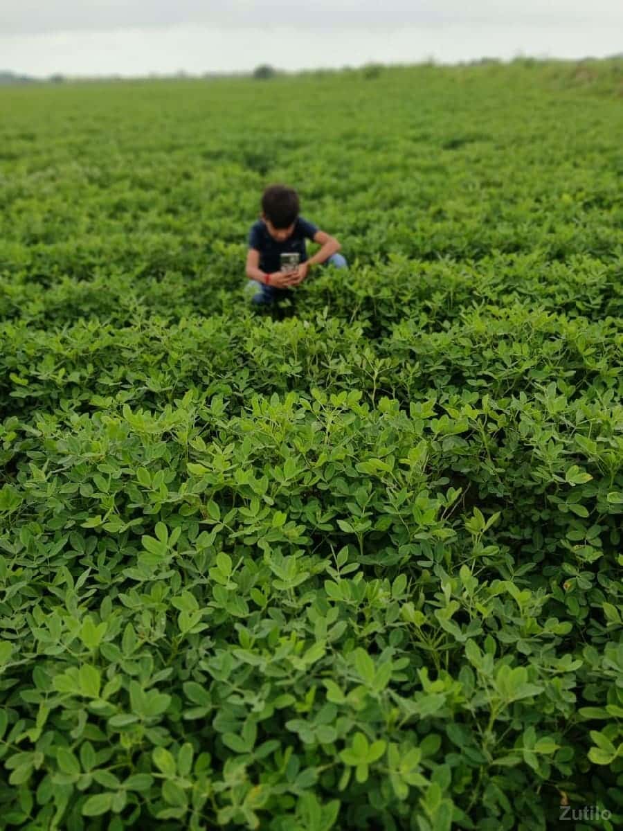 હોથીજી ખડબા. જમીન ફૂલ પાણી હોથીજી ખડબા. જમીન ફૂલ પાણી