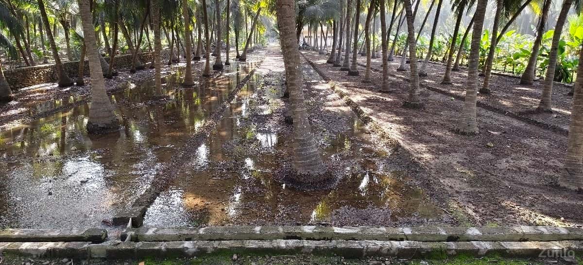 નારયેલી નો બગીચો આપવાનો છે. નારયેલી નો બગીચો આપવાનો છે.