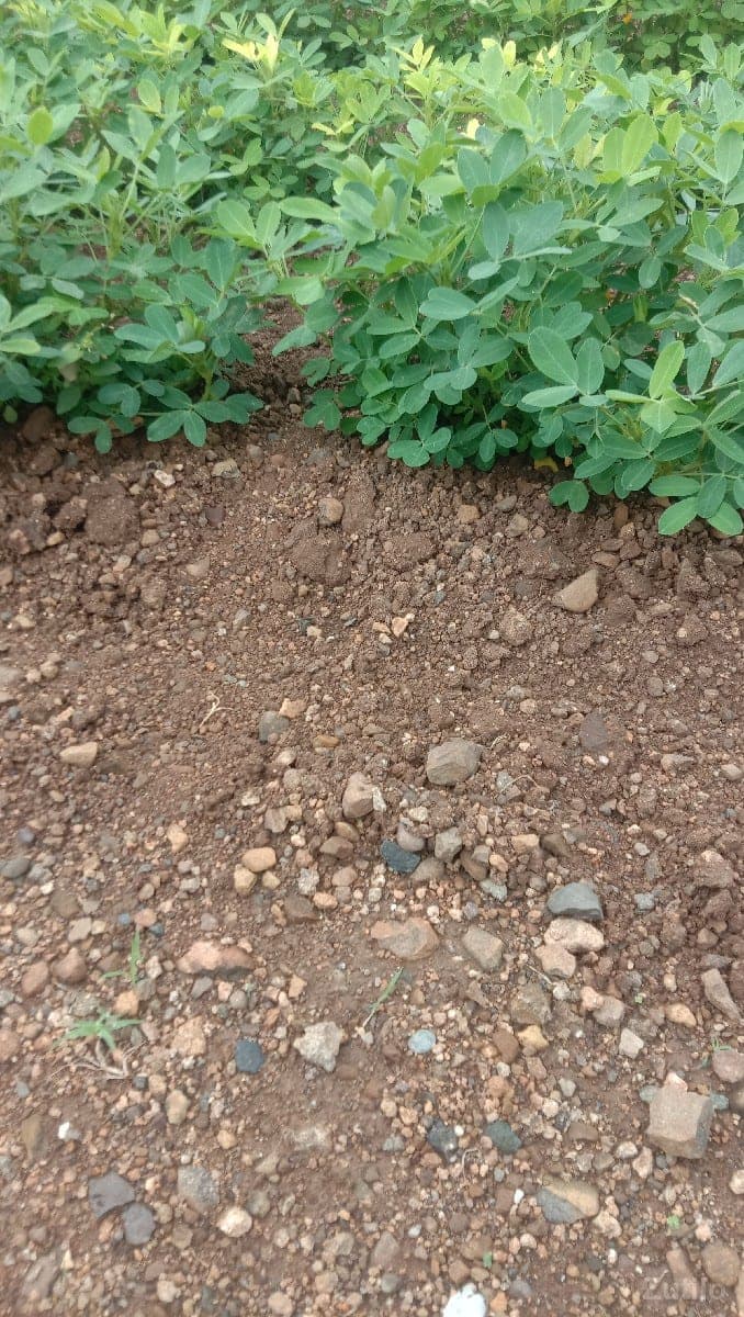 જમીન ભાડે આપવા ની છે - Land & Plots - Keshod - Image 1