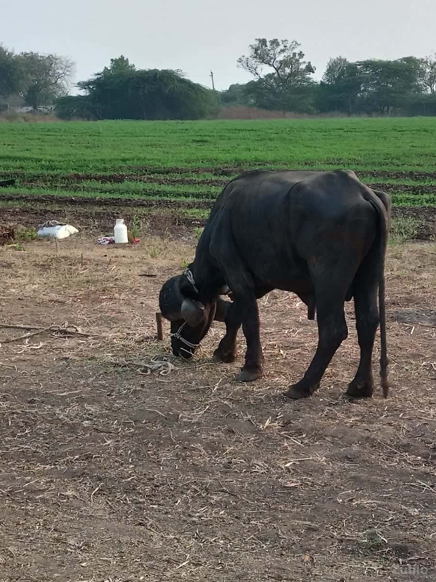 8વીધા જમીન છે 8વીધા જમીન છે