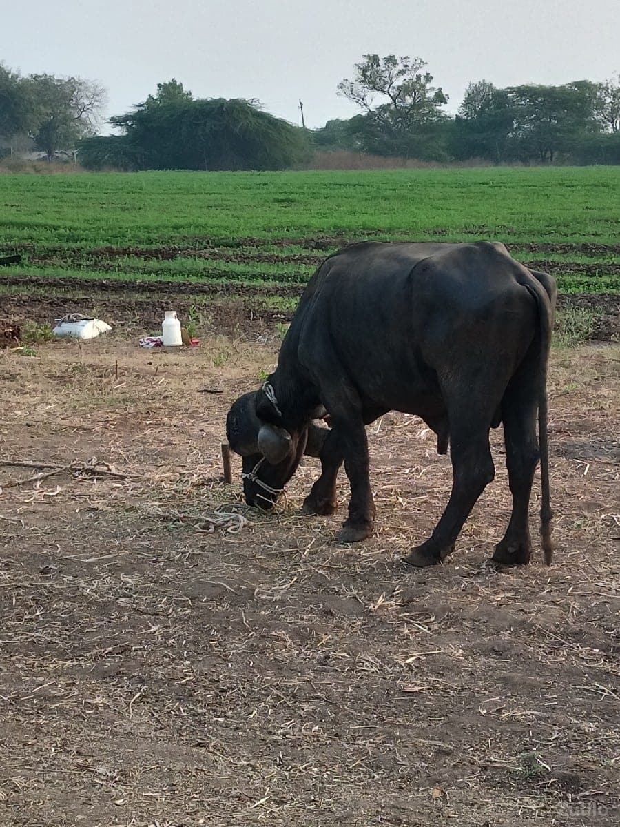 8વીધા જમીન છે