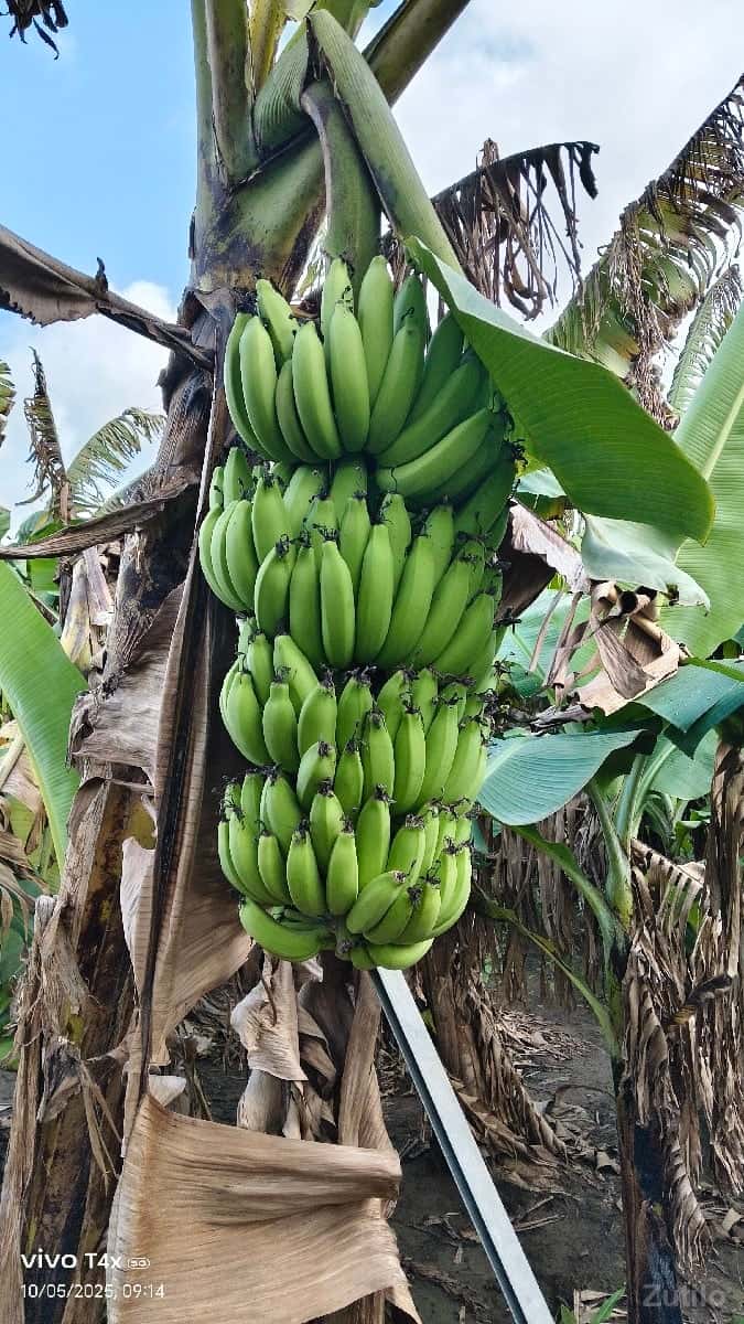 જમીન ઉપર થી વાવા આપવાની સે જમીન ઉપર થી વાવા આપવાની સે