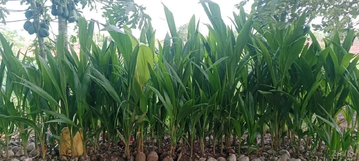 જમીન વેચવાની છે દેવભૂમિ દ્વારકા જમીન વેચવાની છે દેવભૂમિ દ્વારકા