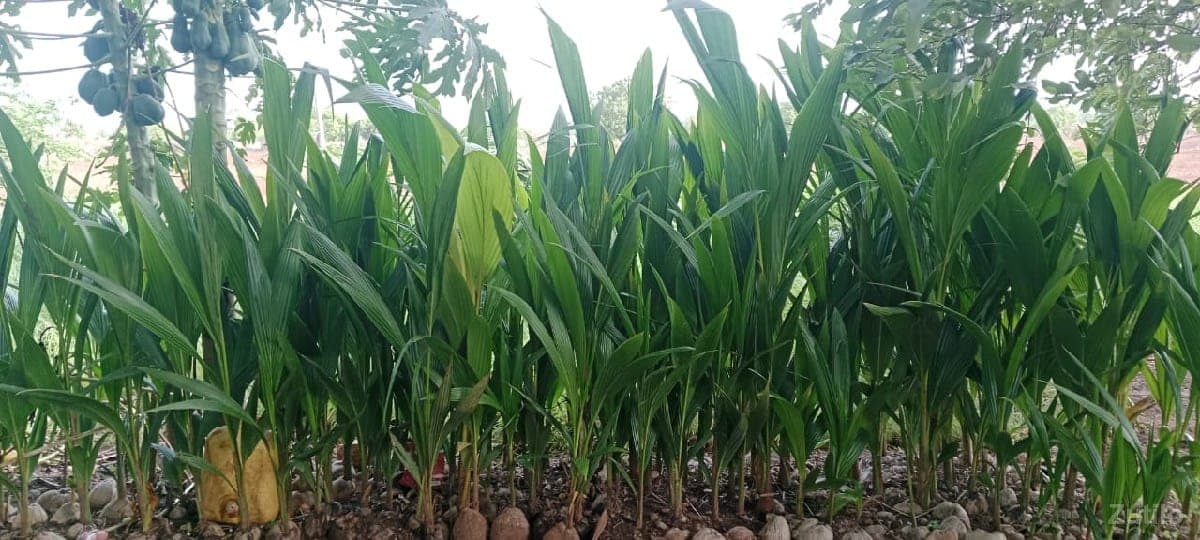 જમીન વેચવાની છે દેવભૂમિ દ્વારકા - જમીન અને પ્લોટ - દ્વારકા - Image 1