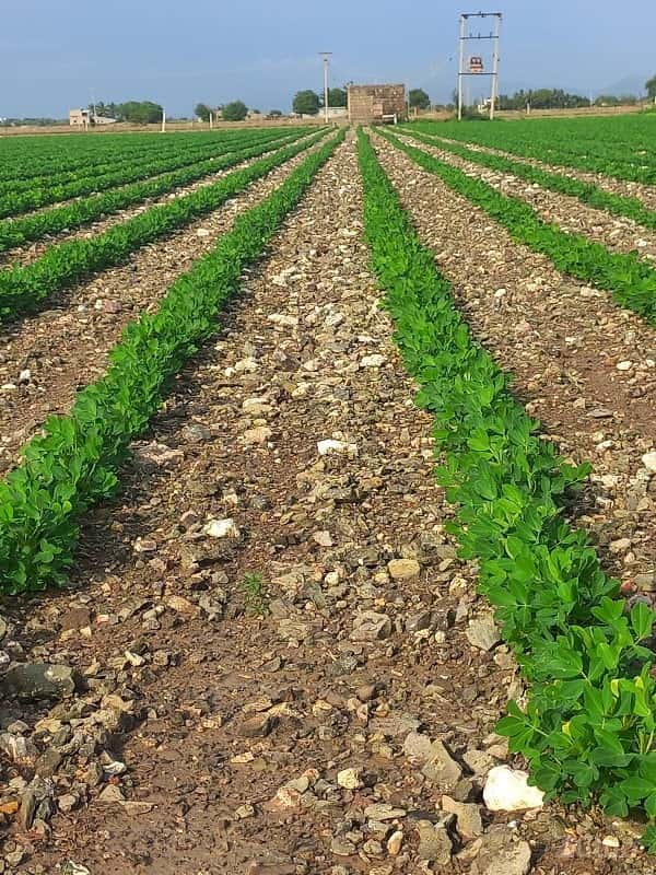 23વીઘા 23વીઘા