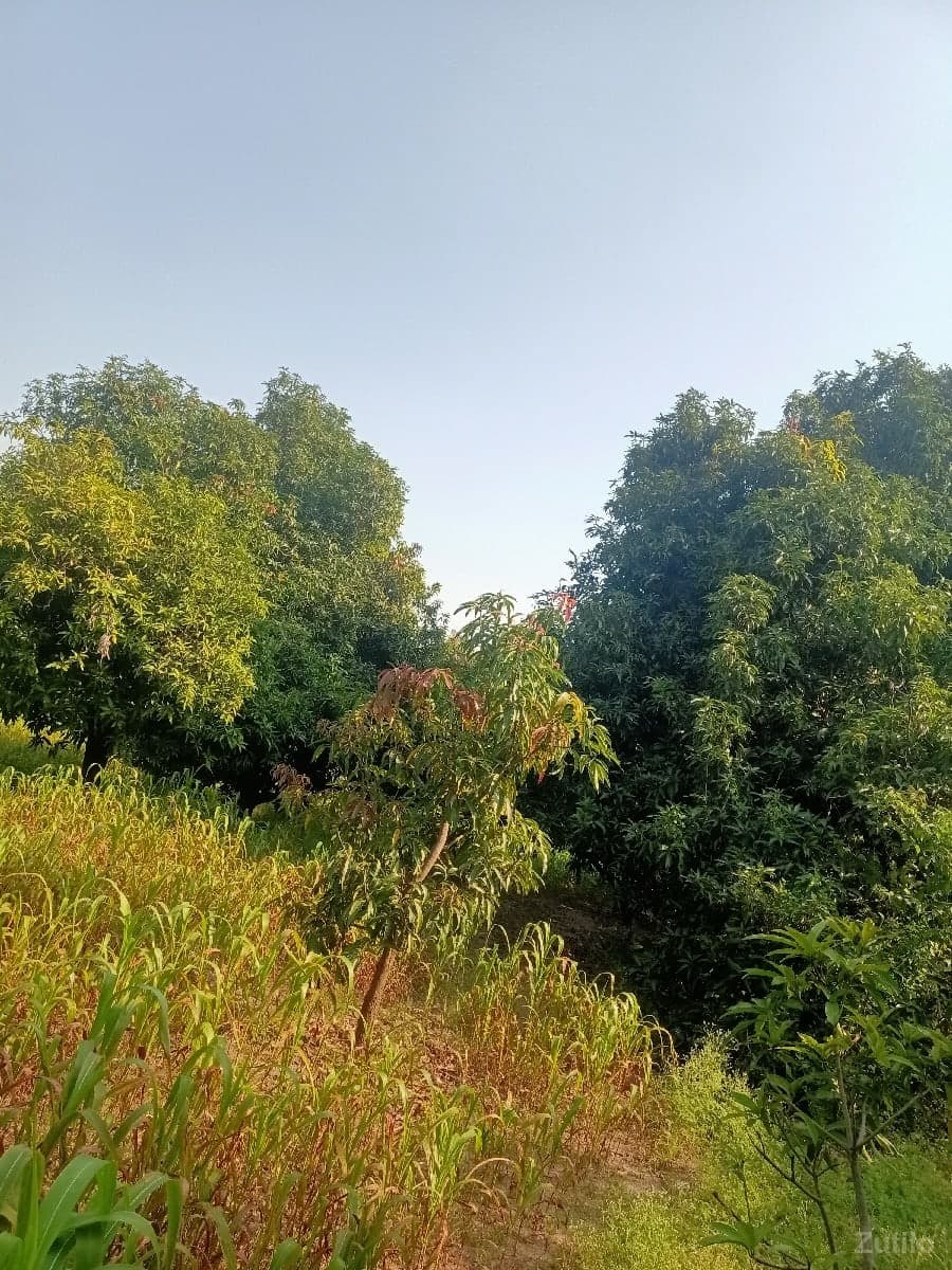 જમીન લેવા માટે કોન્ટેક્ટ કરો - Land & Plots - Dhari - Image 1