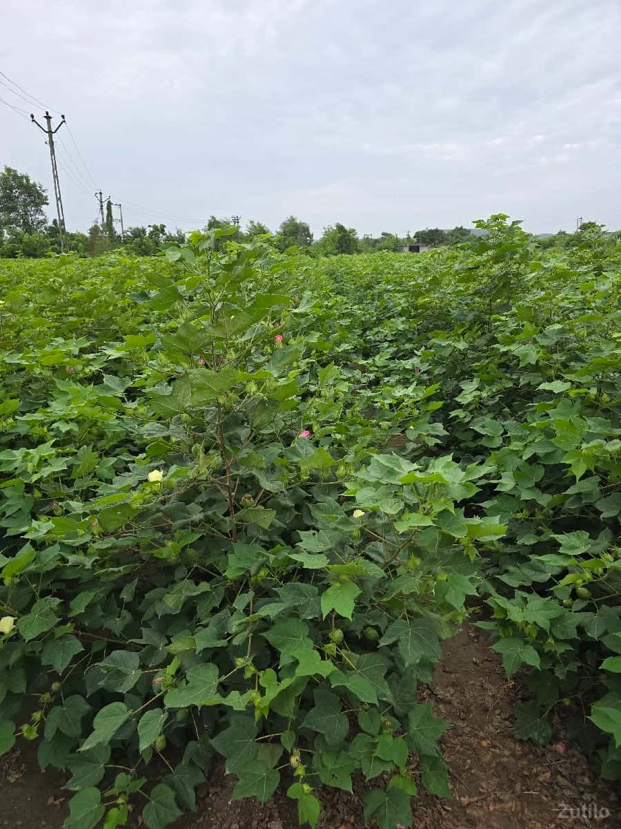 દેવગઢ જમીન વેચવાની શે દેવગઢ જમીન વેચવાની શે