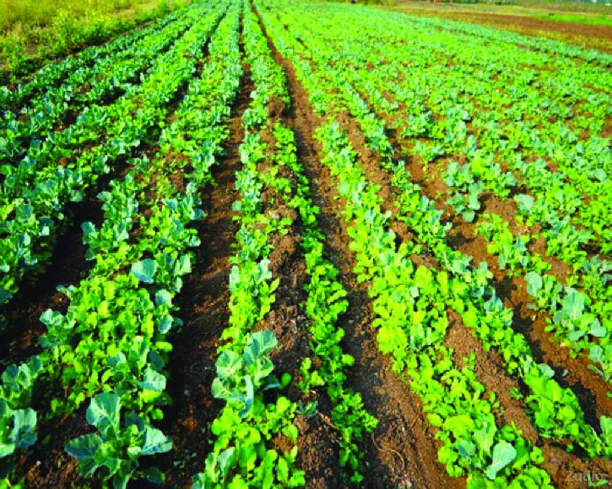 jamine vechvani se - જમીન અને પ્લોટ - સોમનાથ - Image 1